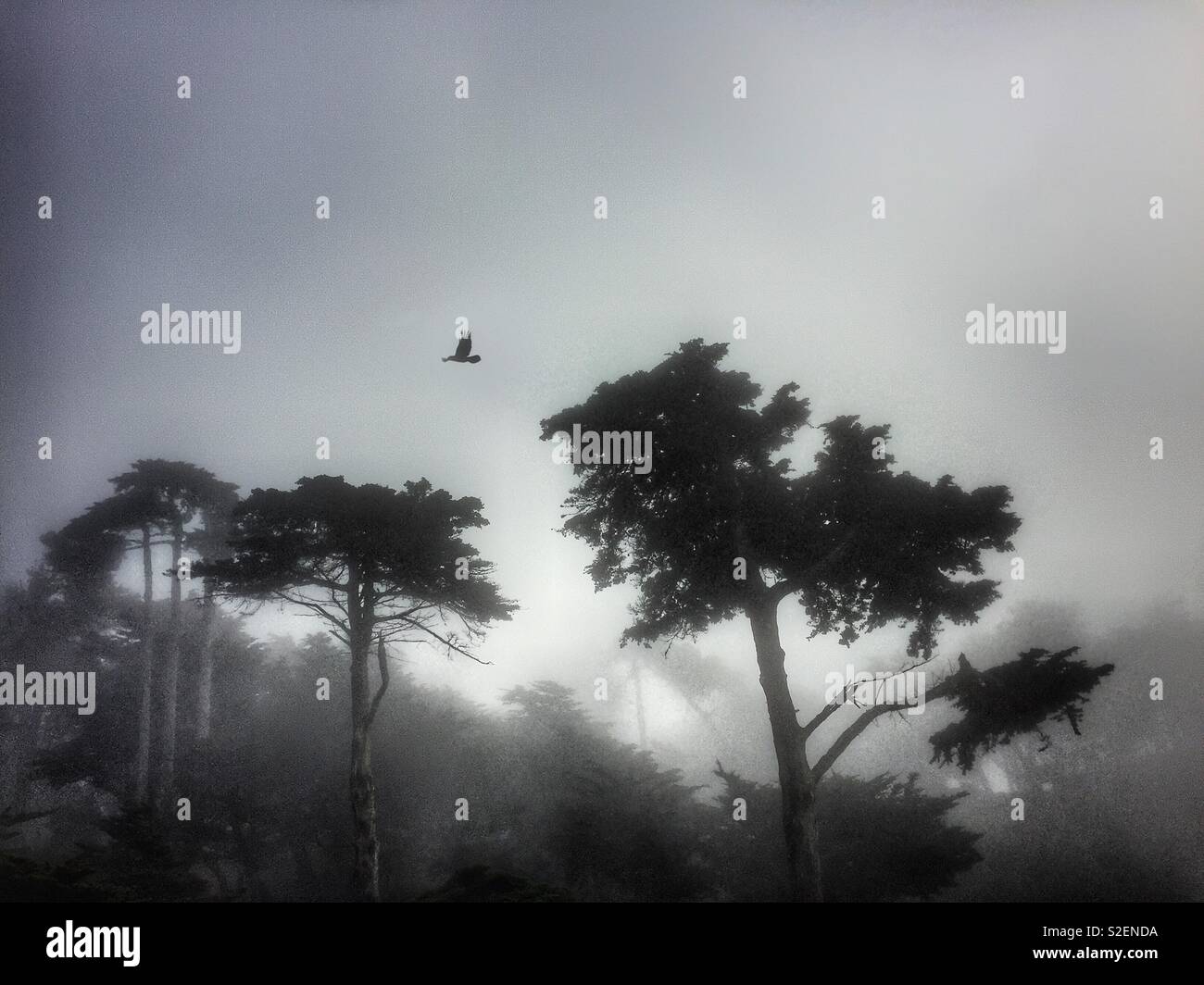 Cypress trees and a crow on a foggy day Stock Photo
