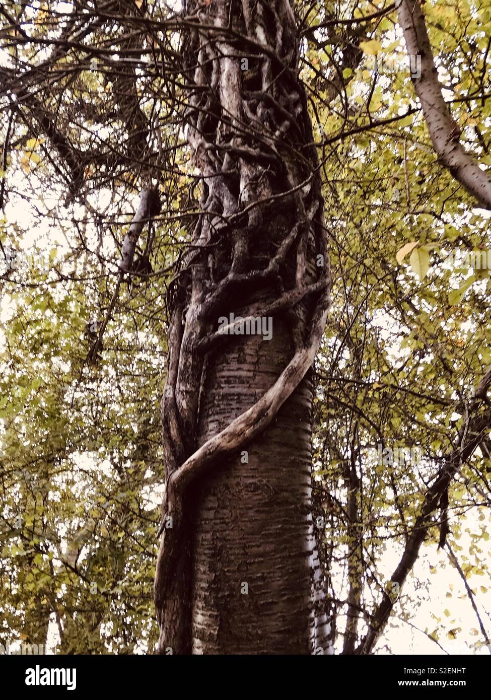 Twisted tree against the woodland backdrop. Surrey woodland Stock Photo