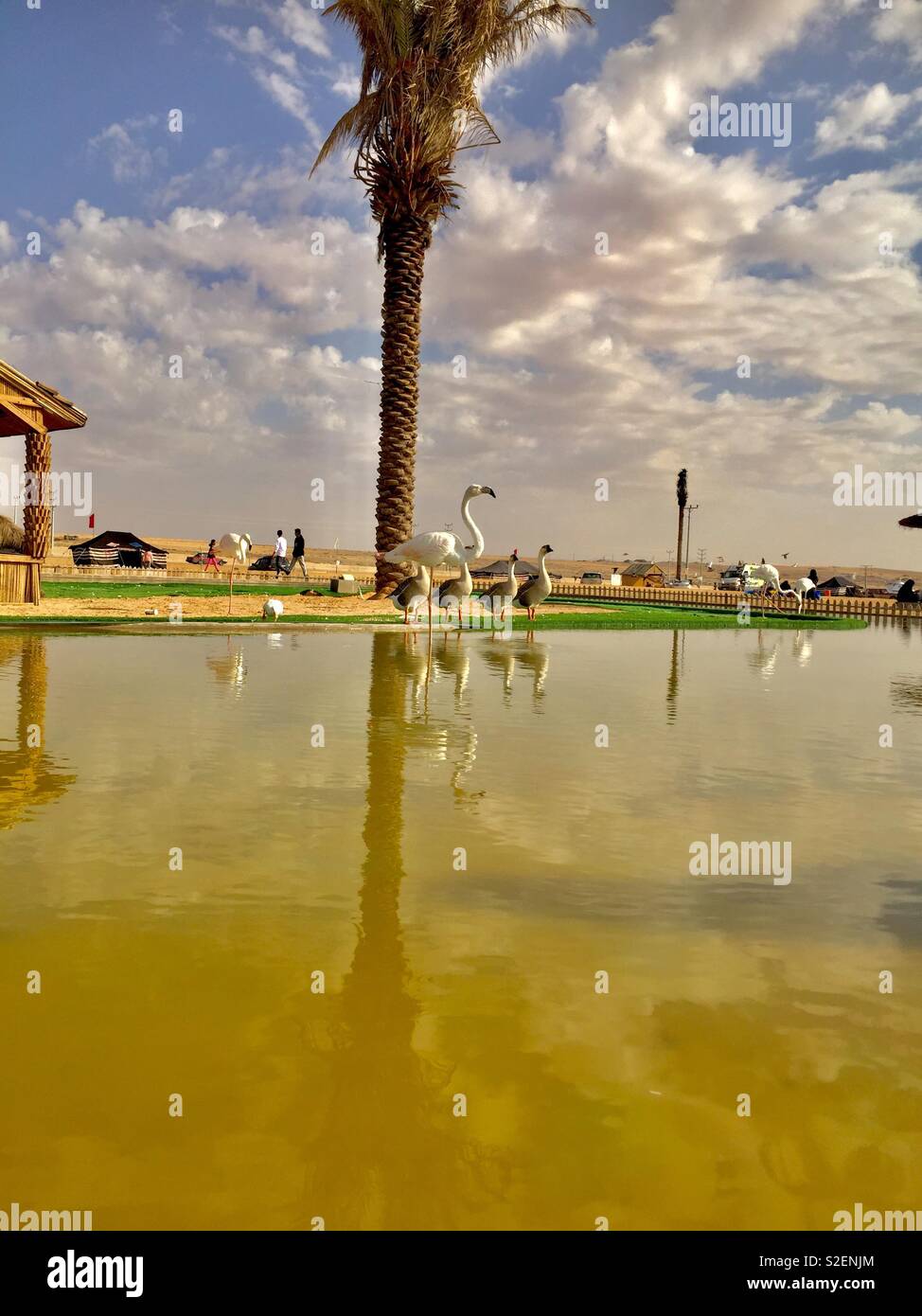 Flamingo in the desert Stock Photo