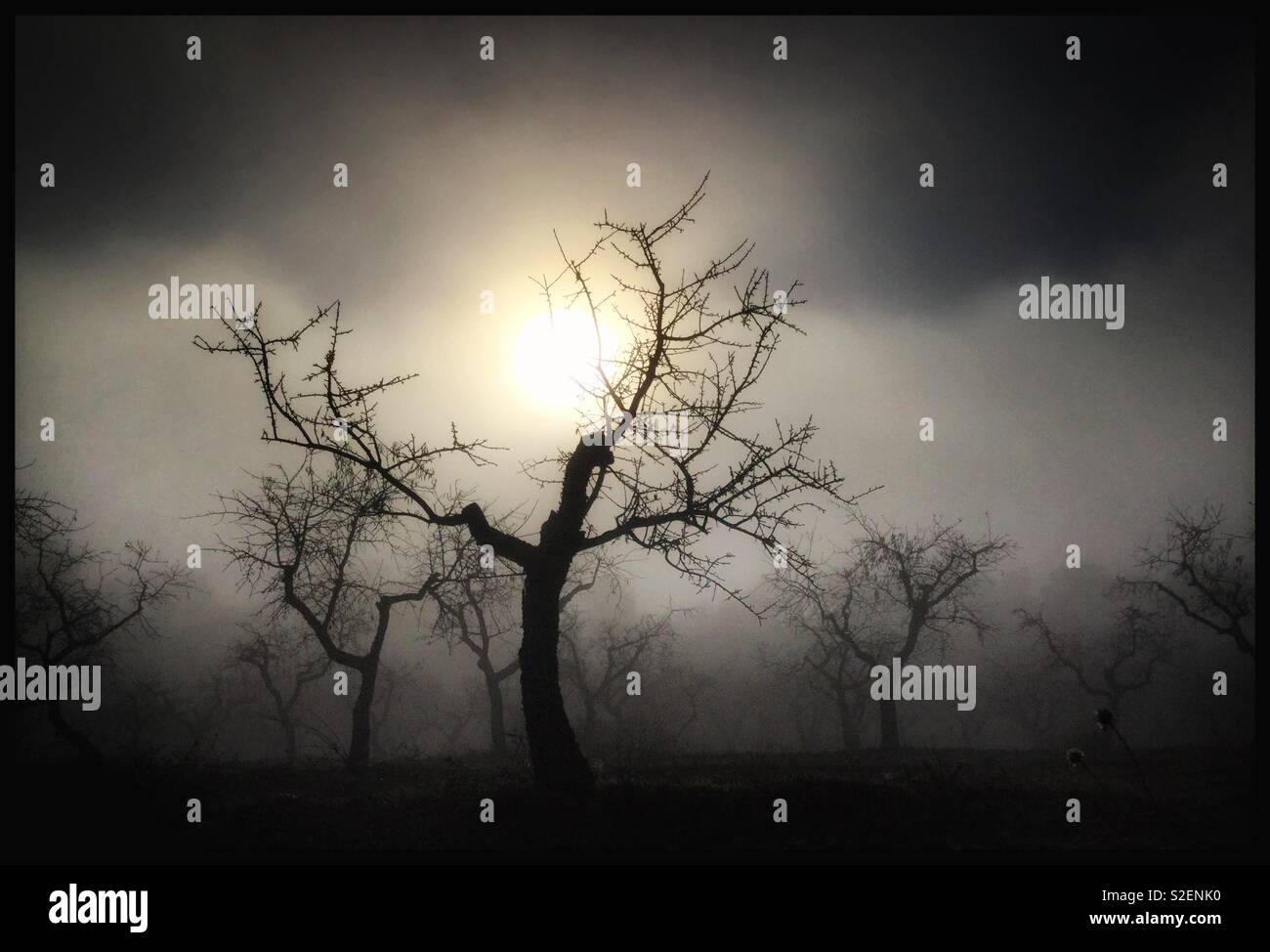 Sun breaks through the fog amongst the almond trees, Catalonia, Spain. - Smartphone Captured Stock Image