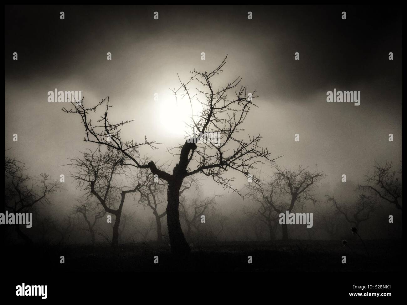 Sun breaks through the fog amongst the almond trees, Catalonia, Spain. - Smartphone Captured Stock Image