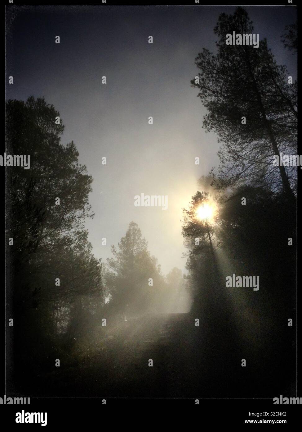 Sun breaks through the fog amongst the pine trees, Catalonia, Spain. - Smartphone Captured Stock Image