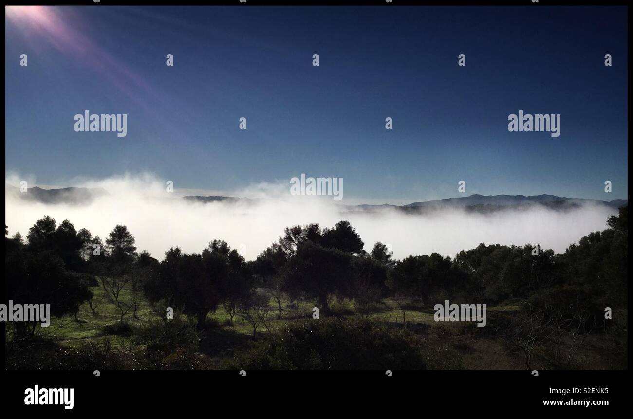 Sun breams down upon a layer of fog with silhouetted trees, Catalonia, Spain. - Smartphone Captured Stock Image