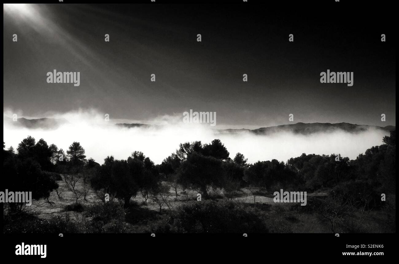 Sun breams down upon a layer of fog with silhouetted trees, Catalonia, Spain. - Smartphone Captured Stock Image