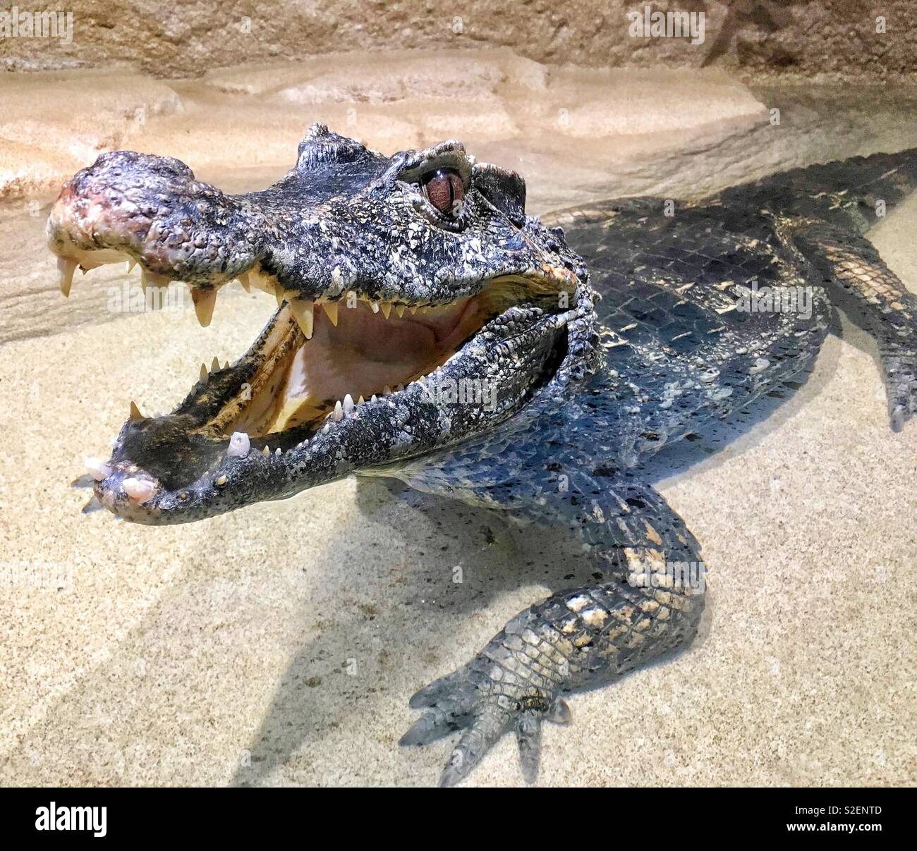 Caiman with open mouth smiling at viewer while lounging in water Stock Photo