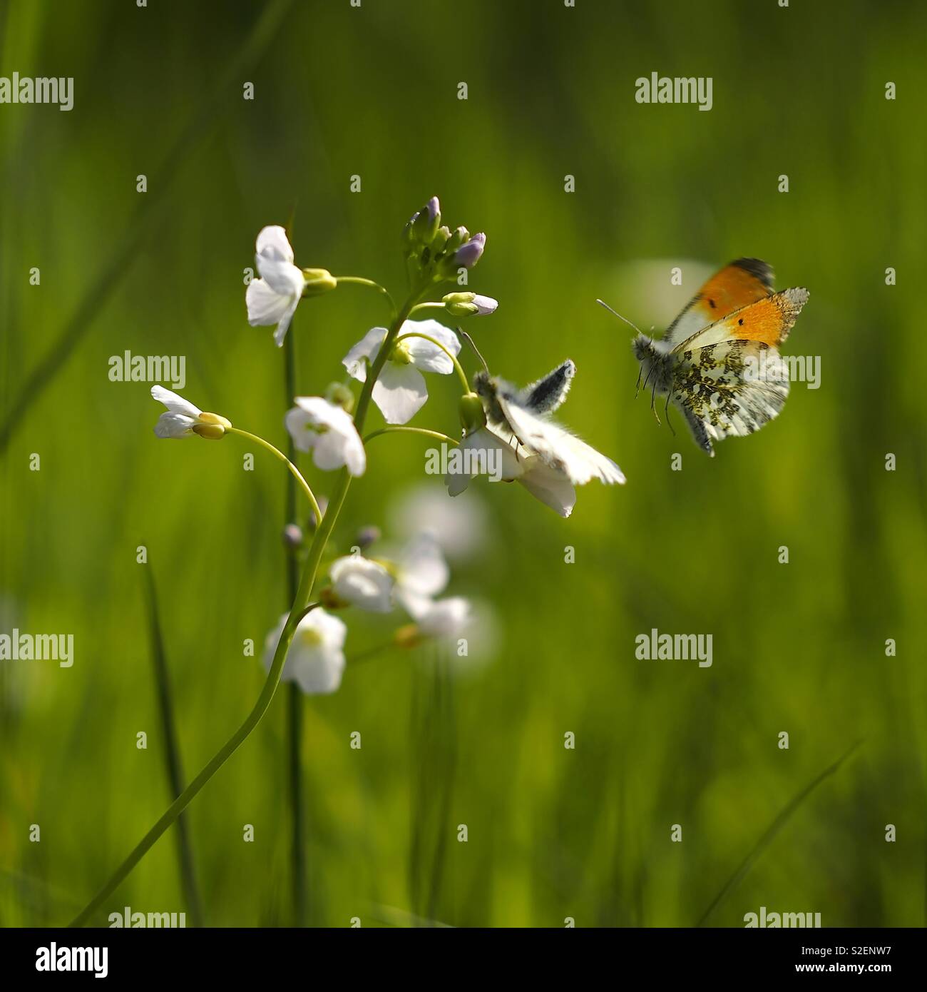 Orange tip butterfly flying to a blooming flower in summer - Smartphone Captured Stock Image