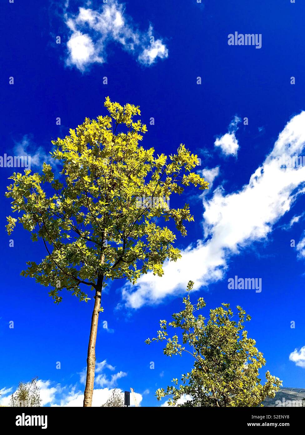trees and clouds - Smartphone Captured Stock Image