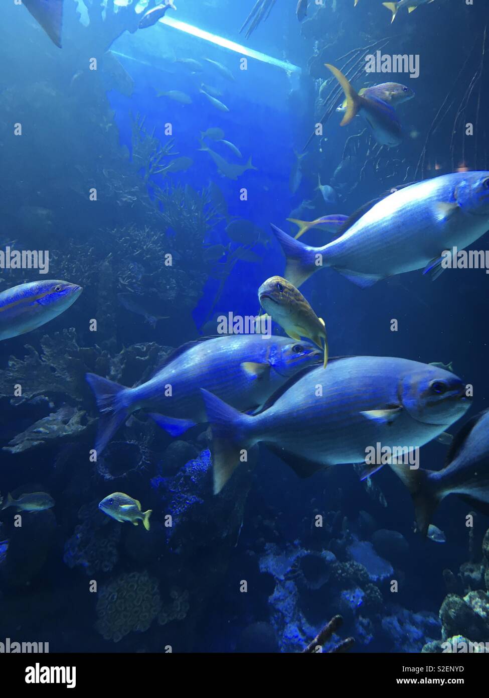 Aquarium Stock Photo