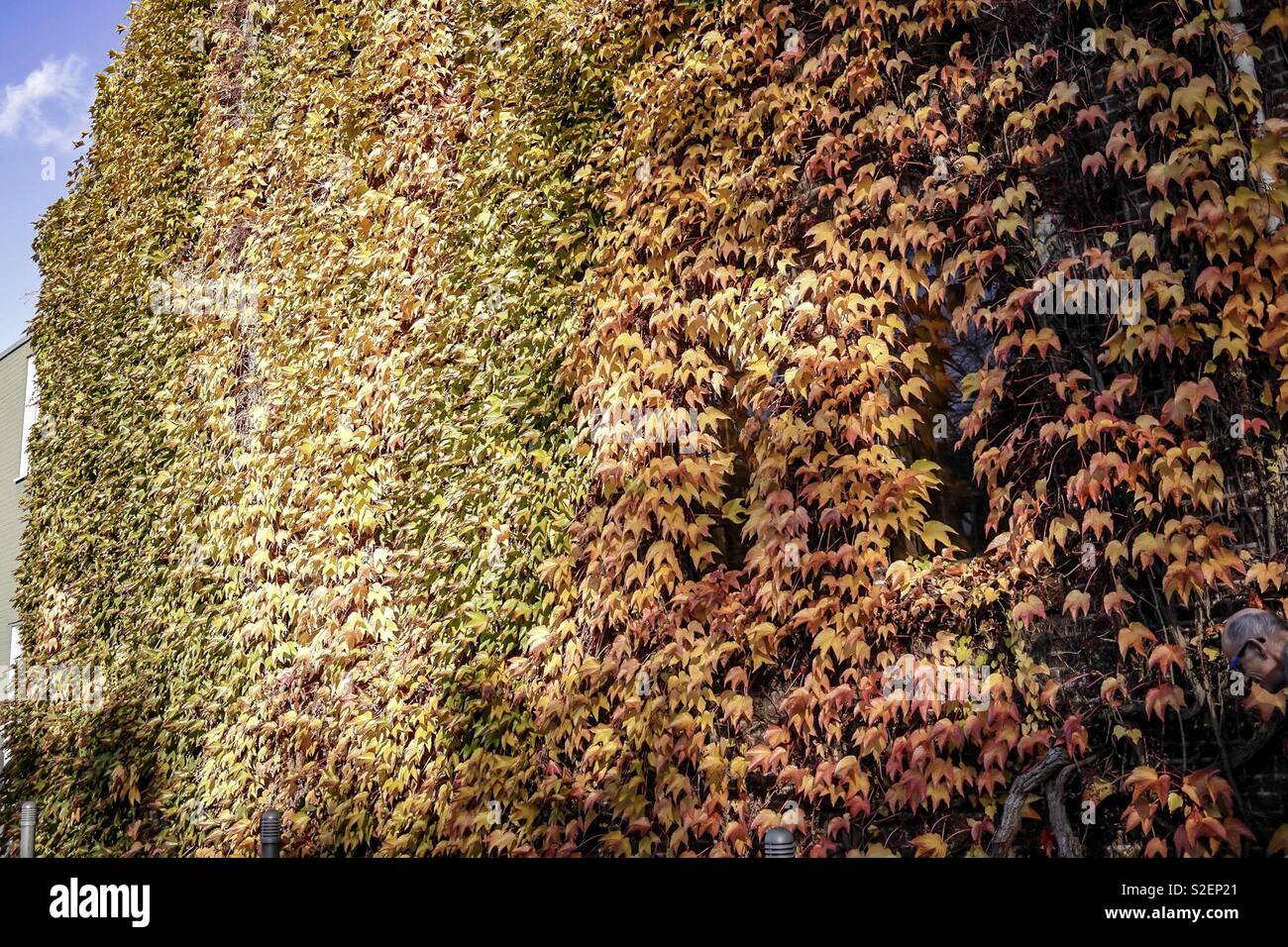 Fall leafs - Smartphone Captured Stock Image