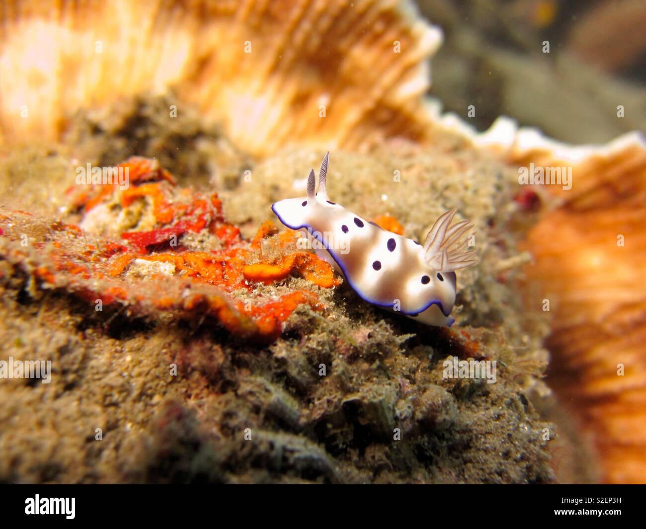 Chromodoris nudibranch. Ambon Indonesia - Smartphone Captured Stock Image