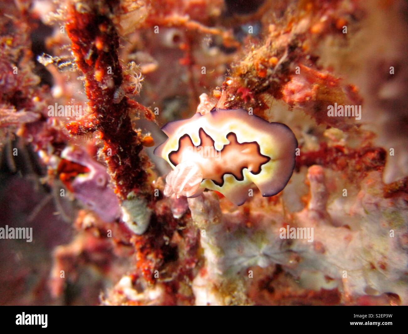 Chromodoris Coi Nudibranch. Halmahera Indonesia - Smartphone Captured Stock Image