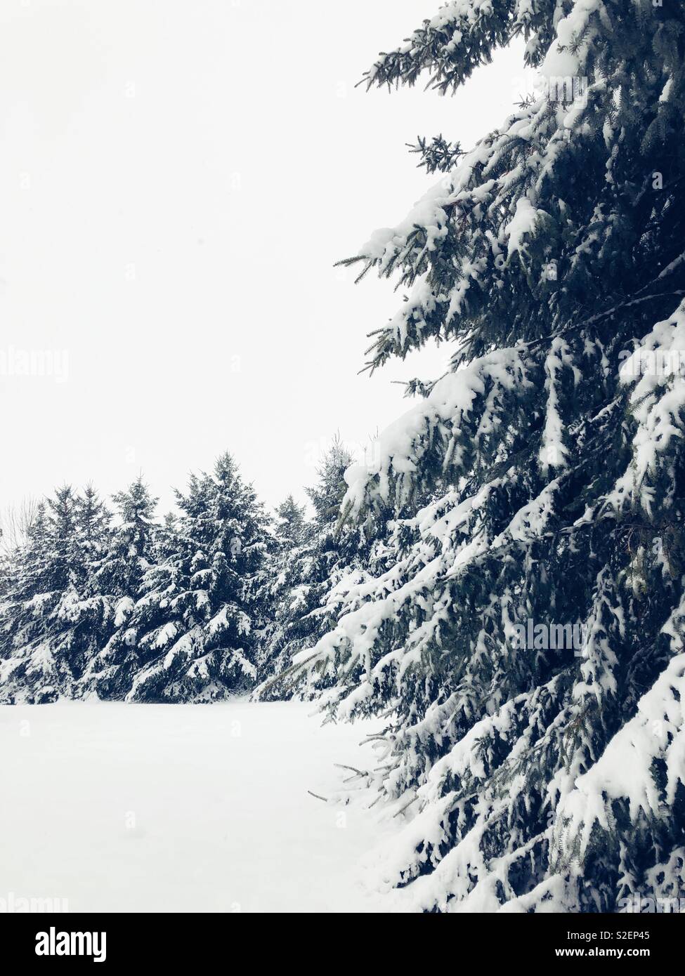 Wintery scene of fresh snow on tall evergreen trees Stock Photo