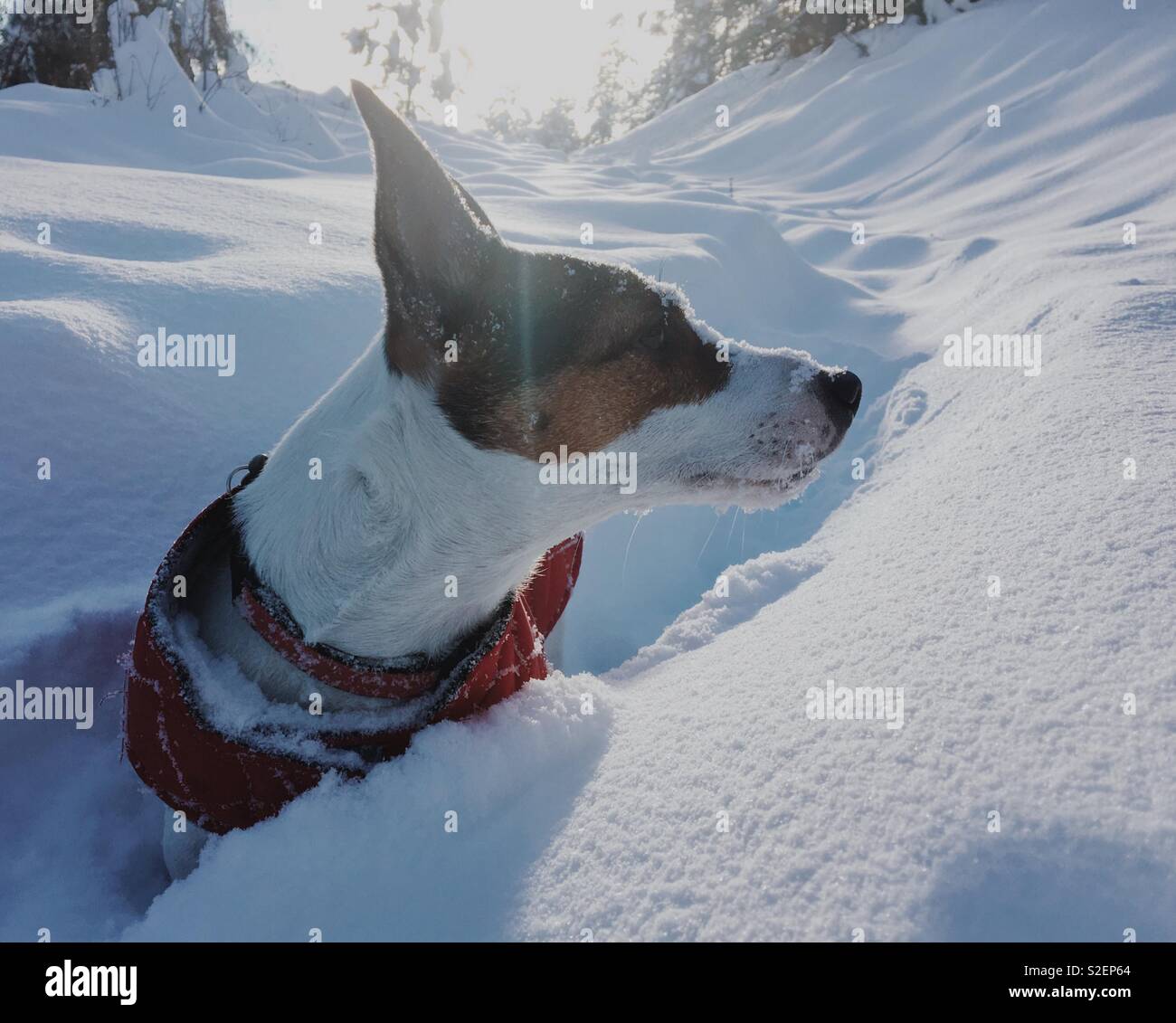 Side portrait of a Jack Russell Terrier dog with her face covered in snow, chest deep in fresh snow backlit by the winter sun. Stock Photo