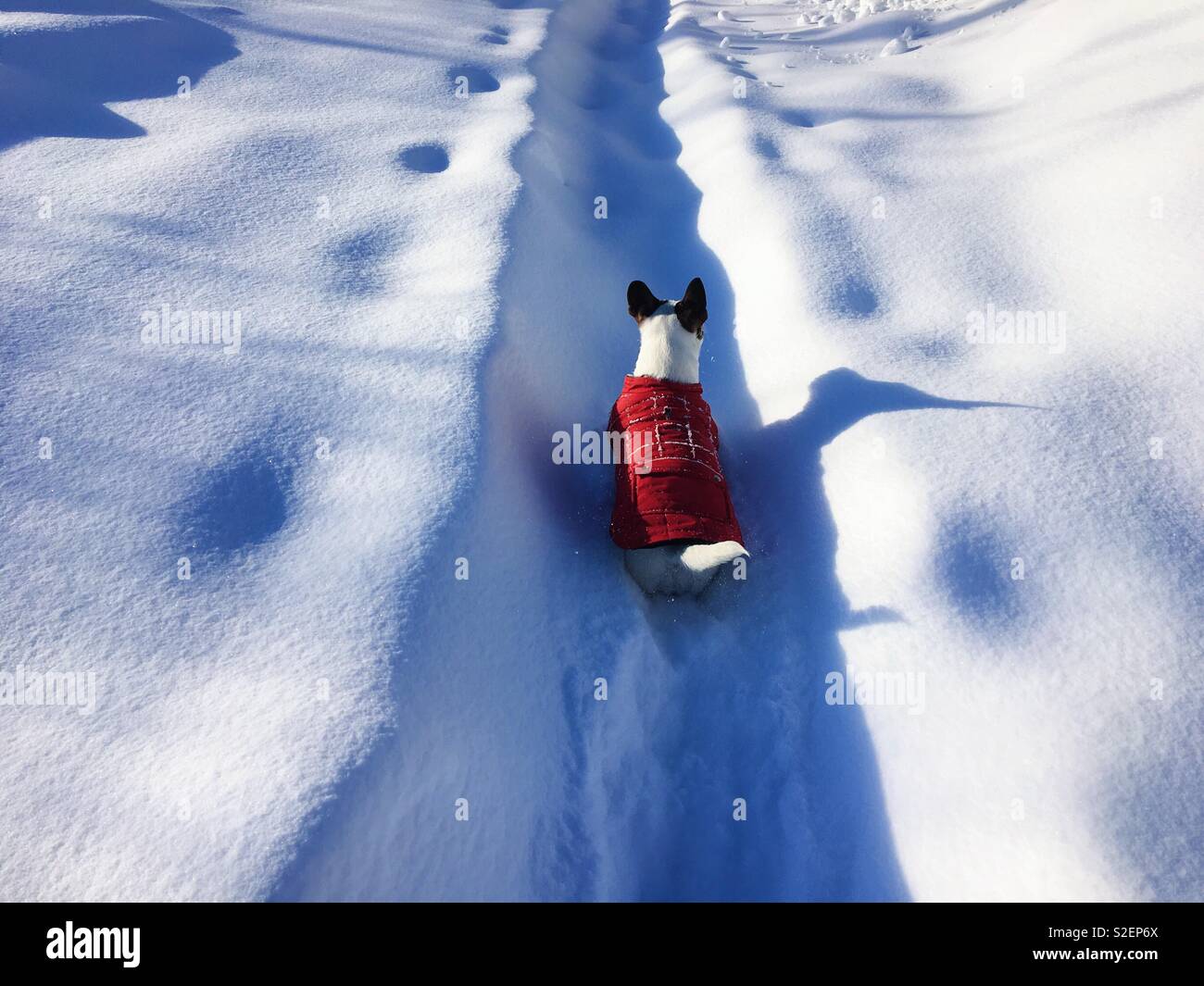 Small Jack Russell Terrier dog wearing a red jacket is running through fresh cold snow on a sunny winter day. - Smartphone Captured Stock Image