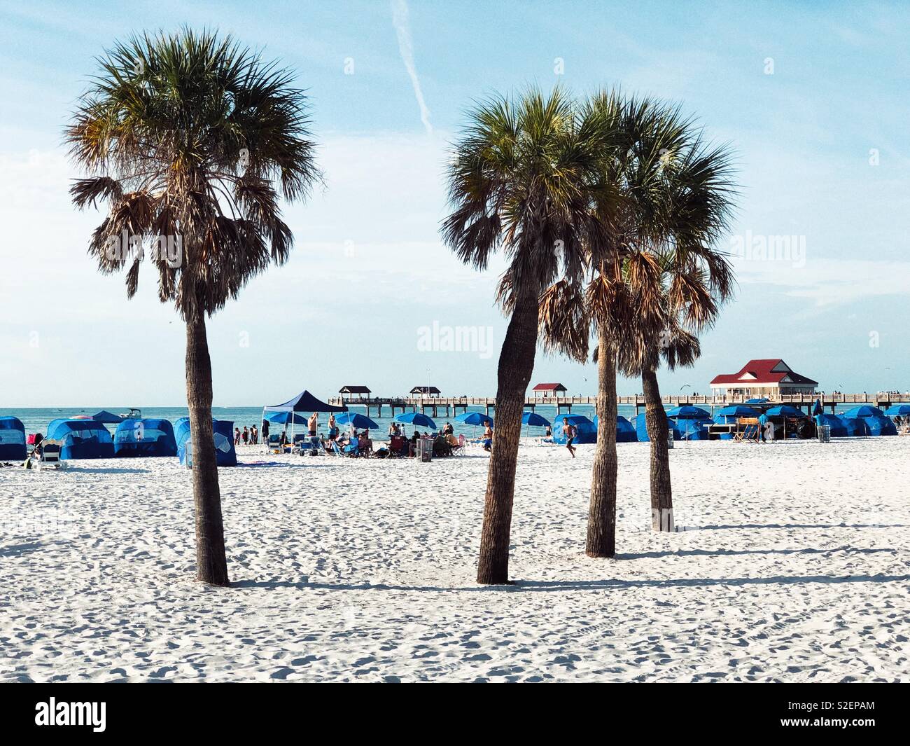Palms on Clearwater beach in Florida Stock Photo