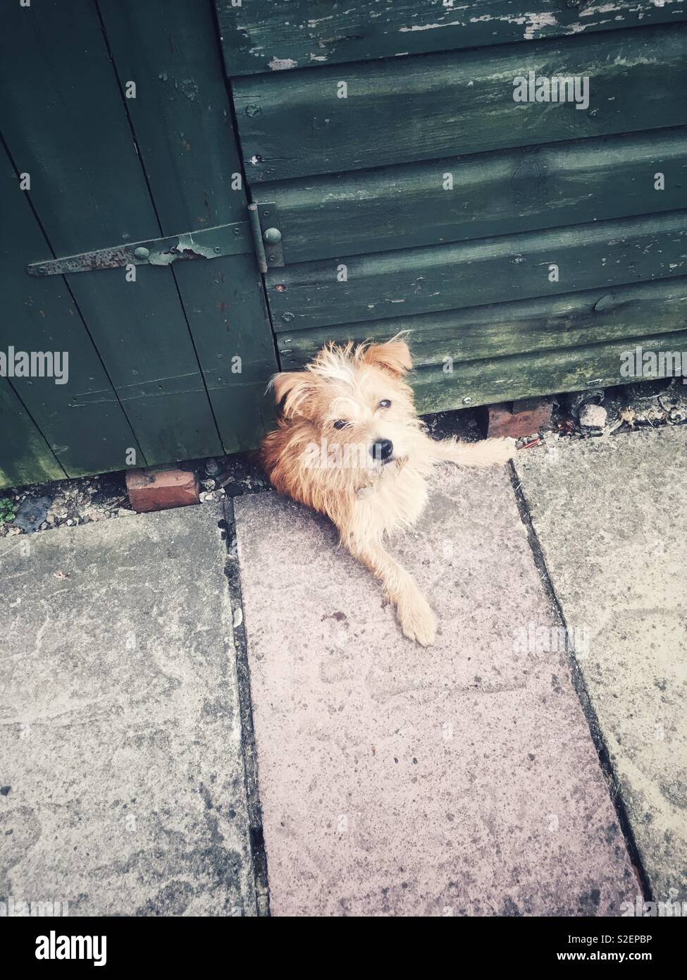 Dog stuck under shed Stock Photo Alamy