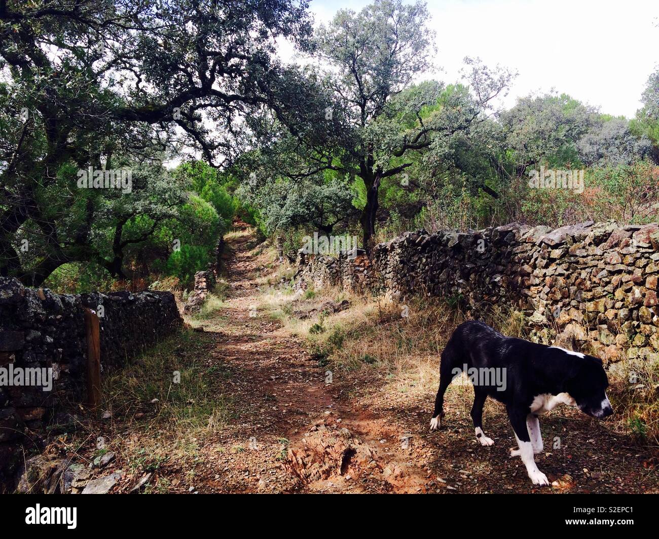 Black and white dog walking down mountain path between stone wall in nature in countryside of Alájar in Andalucia in Spain Stock Photo