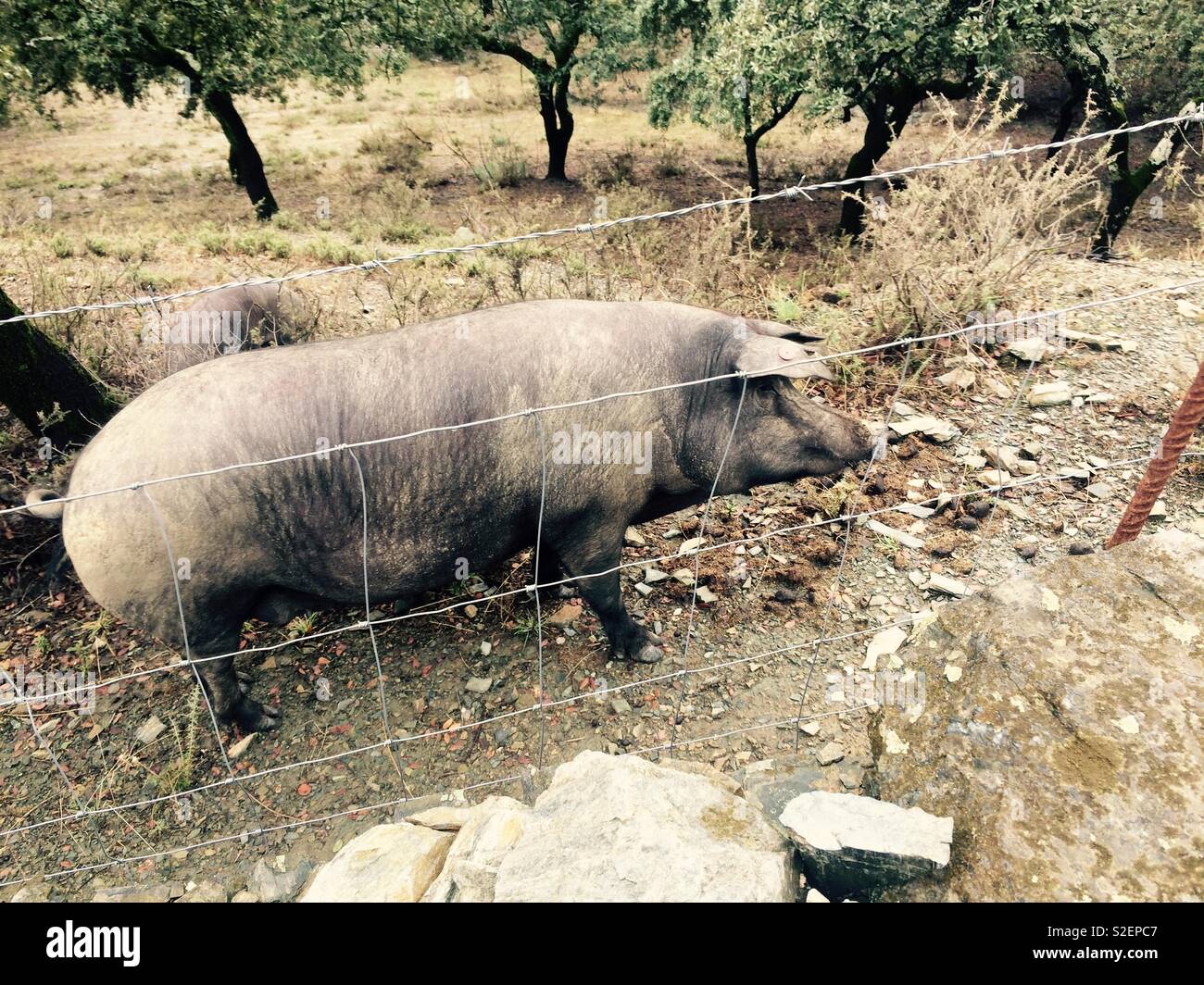 pig stands at fence on farm in Alájar in Andalucia Spain Stock Photo
