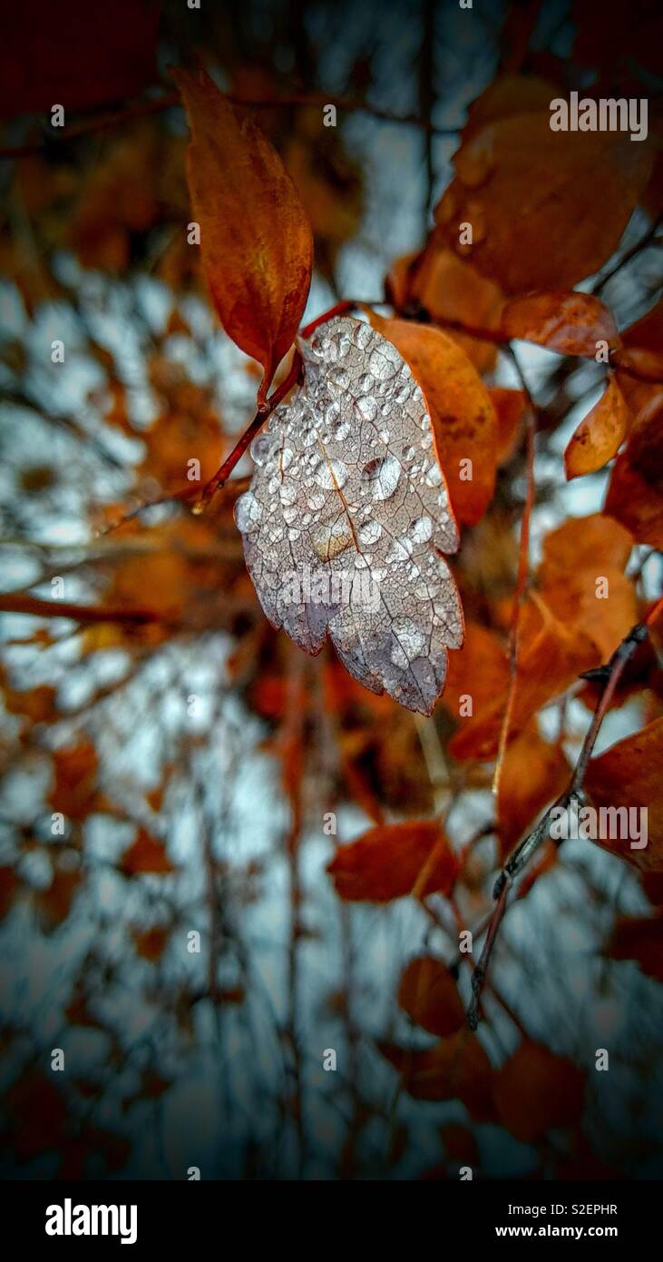 Beautiful raindrops on a leaf - Smartphone Captured Stock Image