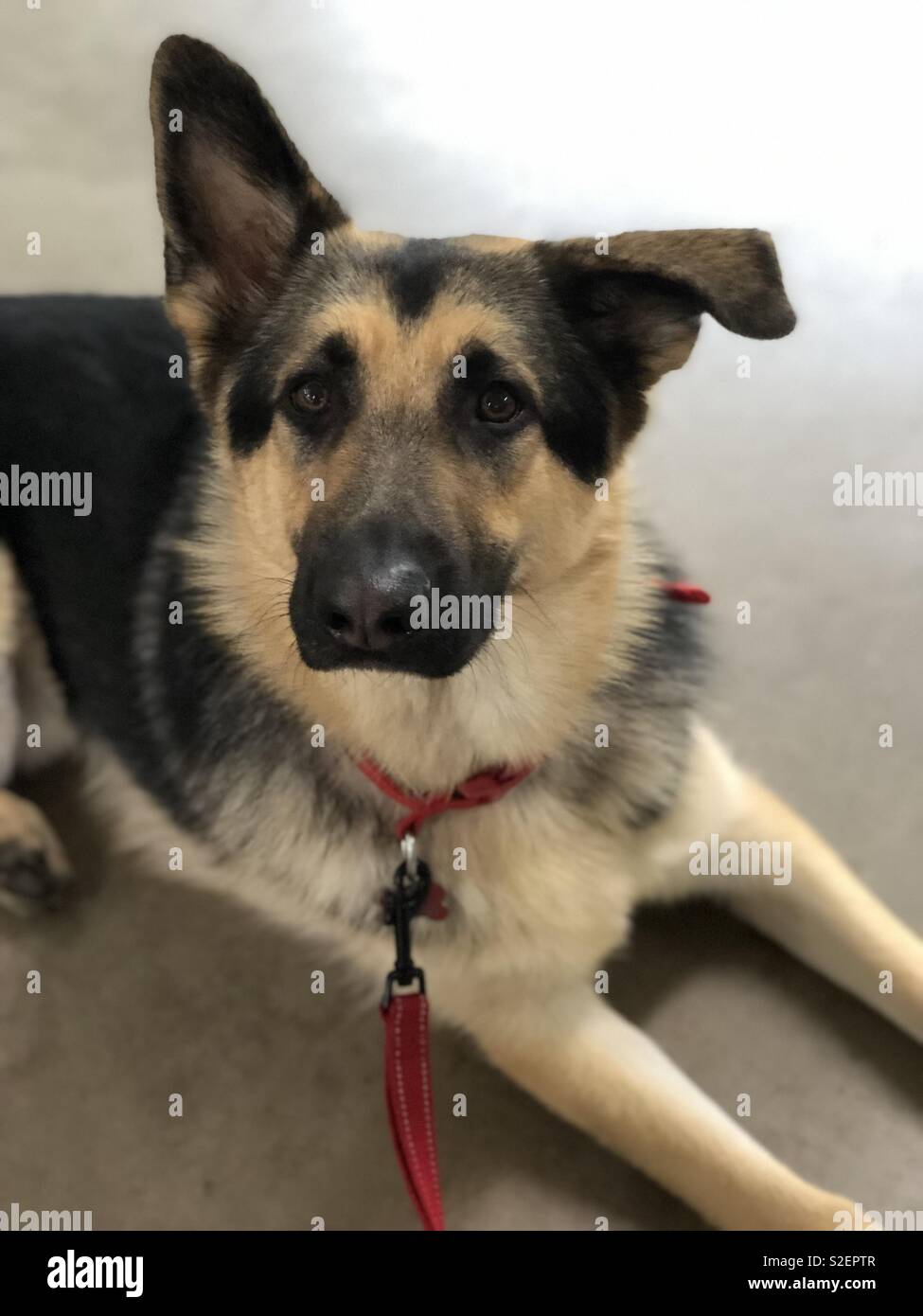 German Shepherd with bent ear lying down Stock Photo Alamy