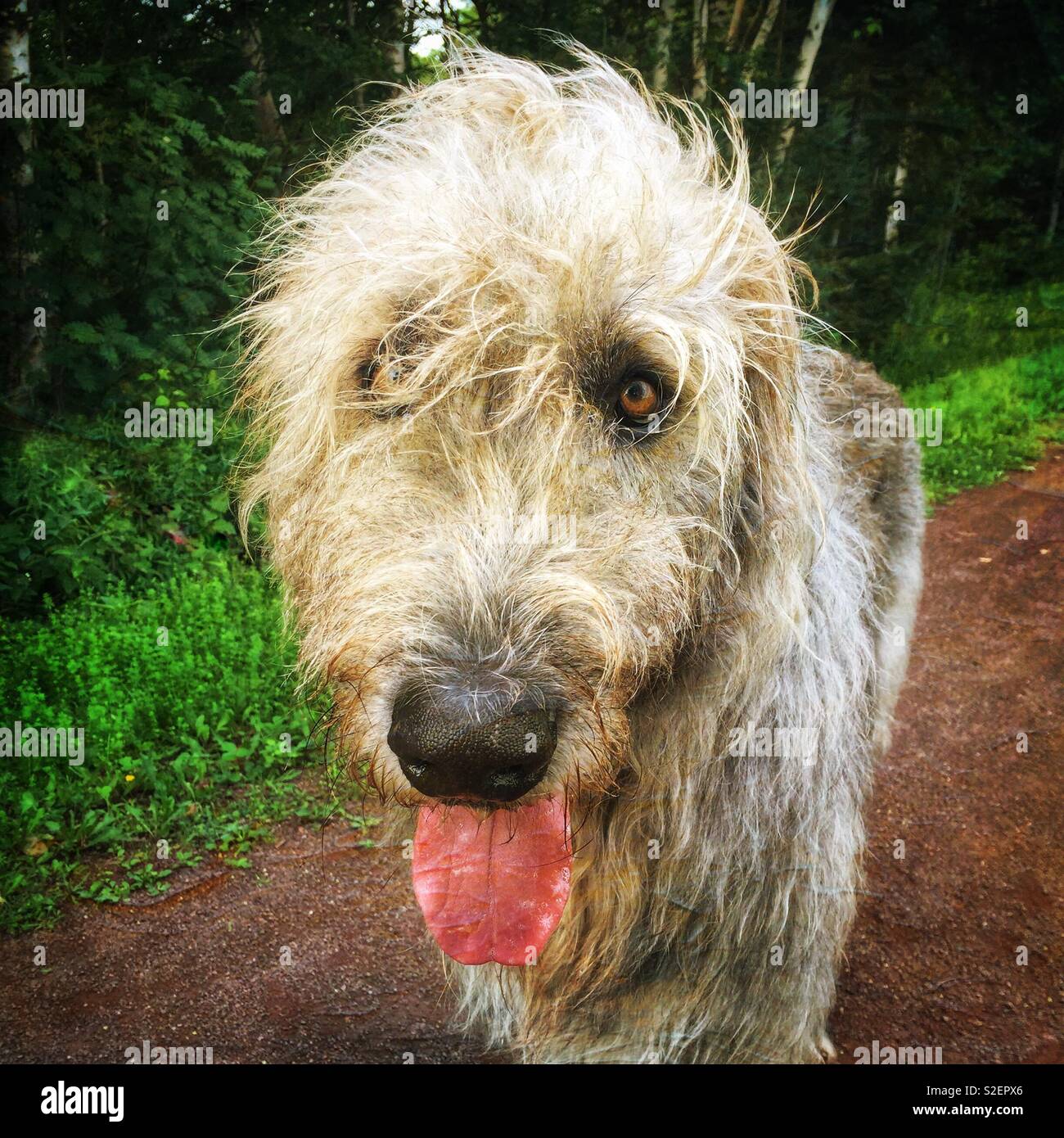 Irish wolfhound out for a stroll. - Smartphone Captured Stock Image