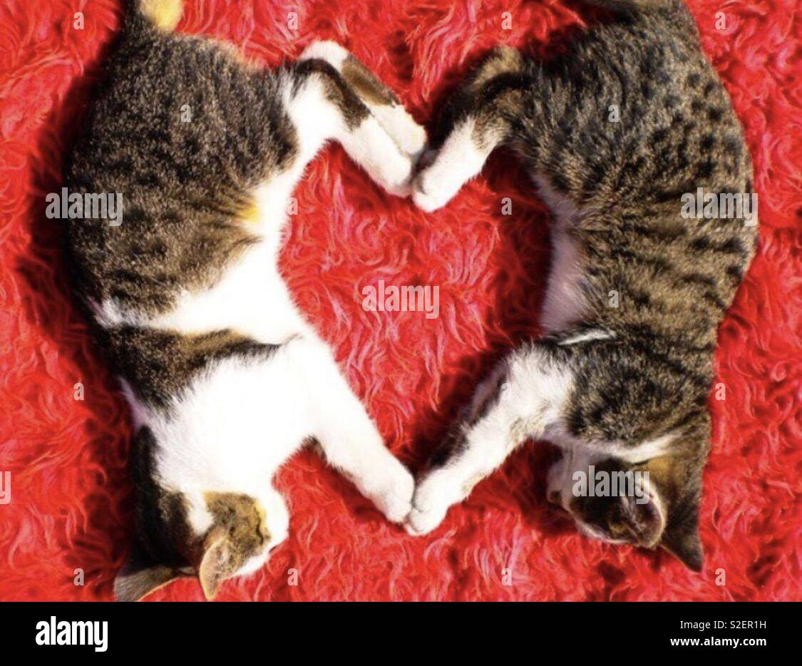 Cats In Love With Heart Shaped Tails. Vector Illustration, Icon