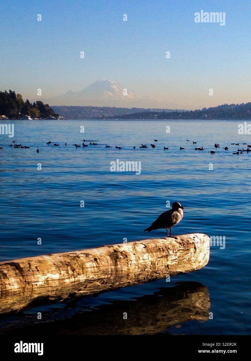 Seagull sits on a log on Lake Washington at Seward Park, Seattle, with Mt. Ranier faint in the background - Smartphone Captured Stock Image
