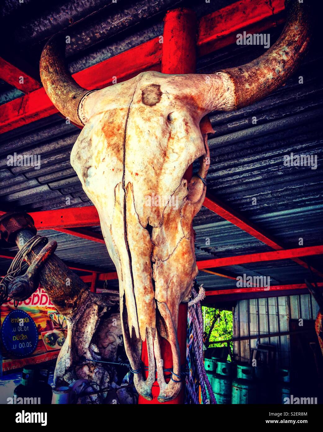 Buffalo skull in Thailand in an outdoor  restaurant - Smartphone Captured Stock Image
