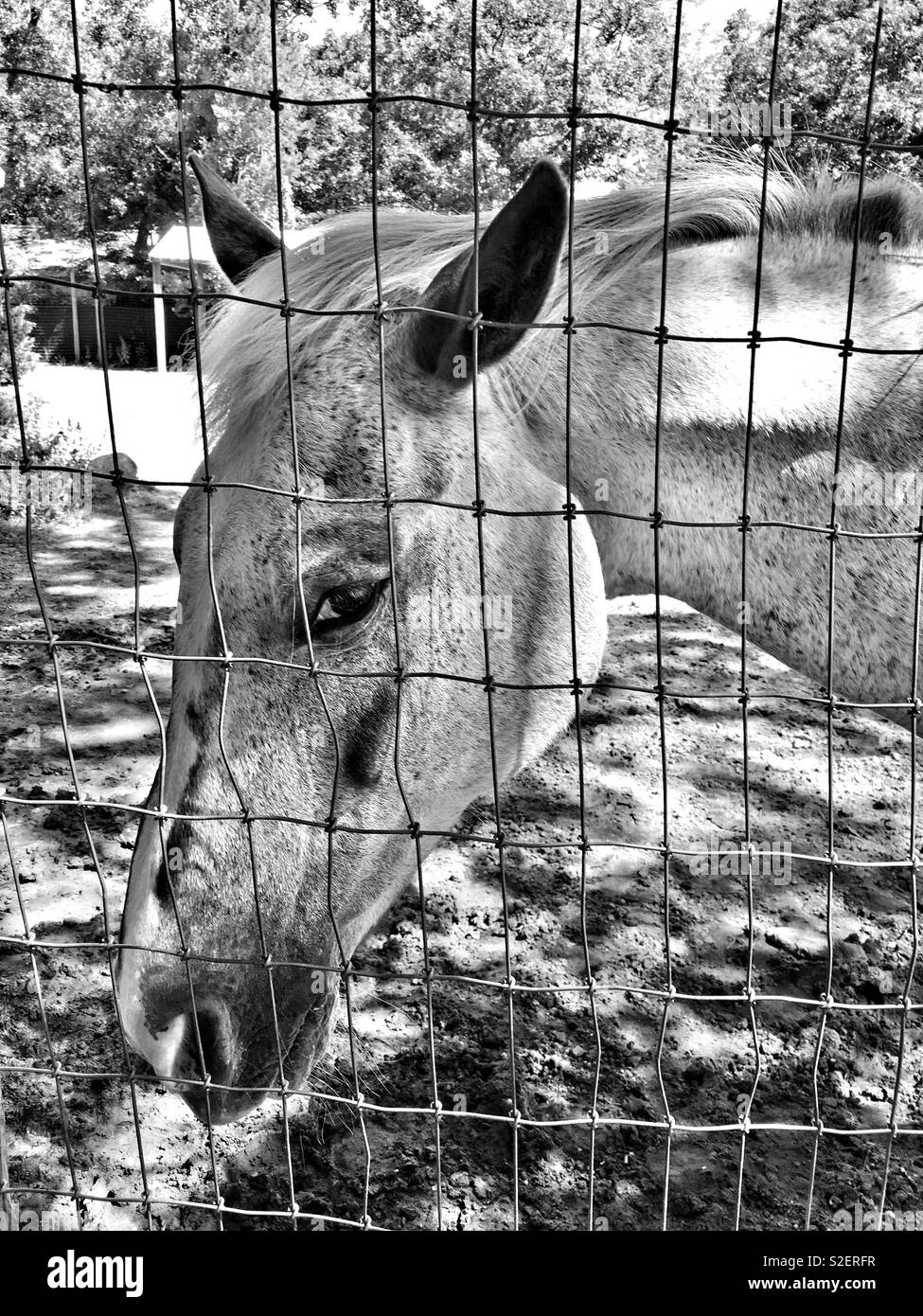 Appaloosa horse with sideways facing ears appearing to be annoyed while standing behind wire fence - Smartphone Captured Stock Image