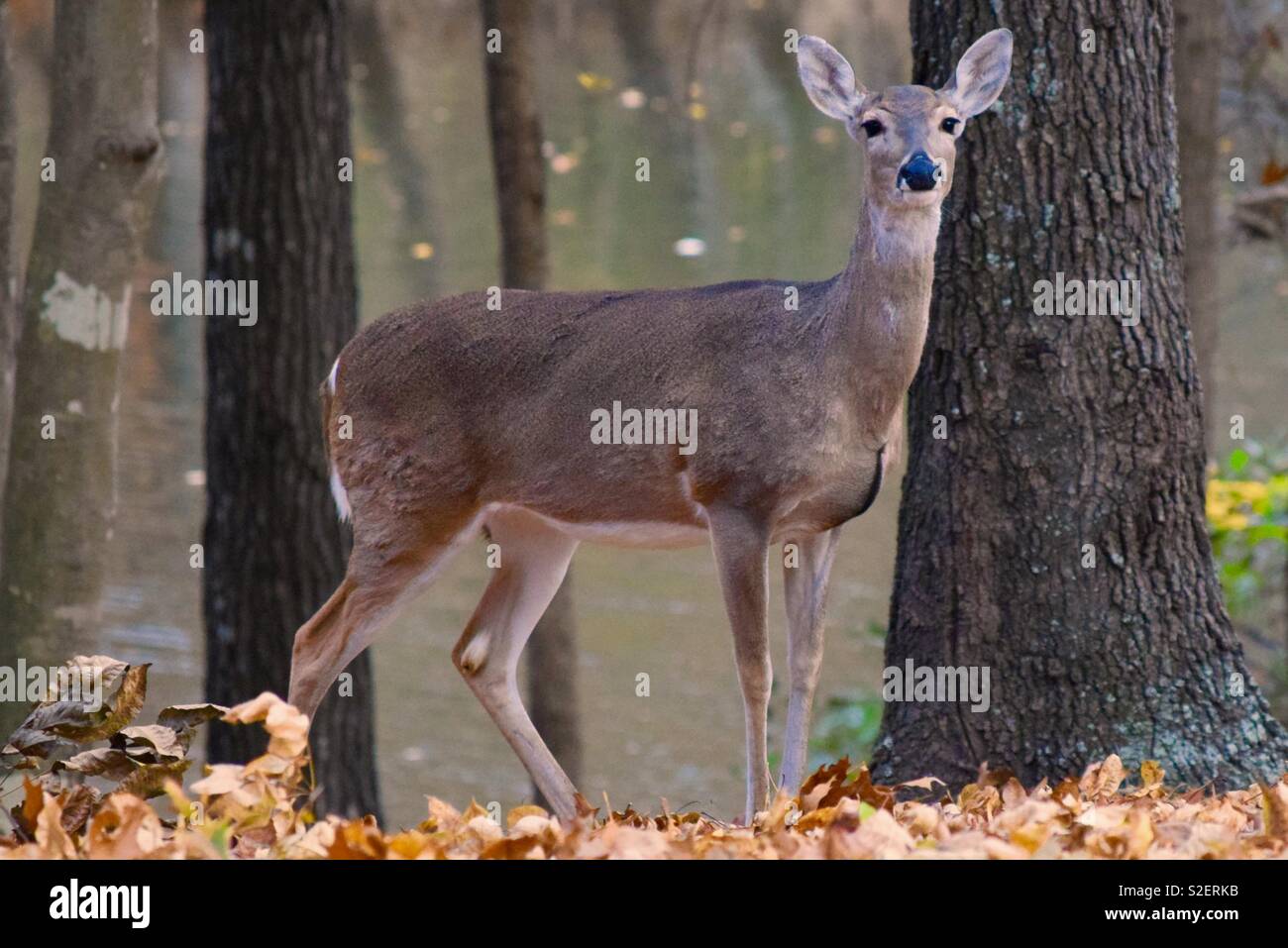 White tail deer in forest Stock Photo