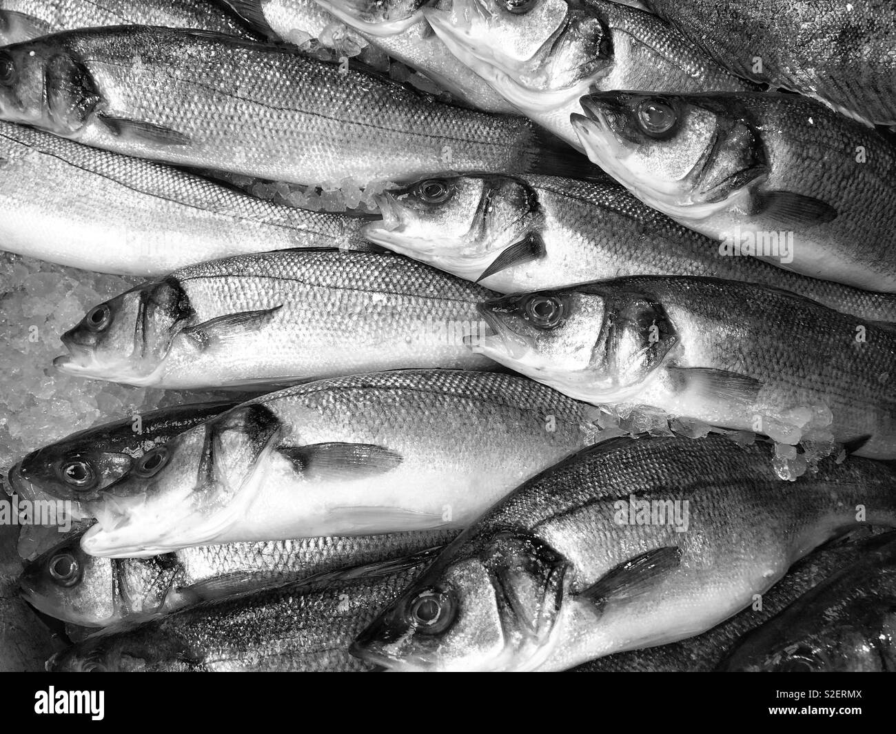 Farmed Atlantic Sea Bass on ice for sale in a fishmongers. - Smartphone Captured Stock Image