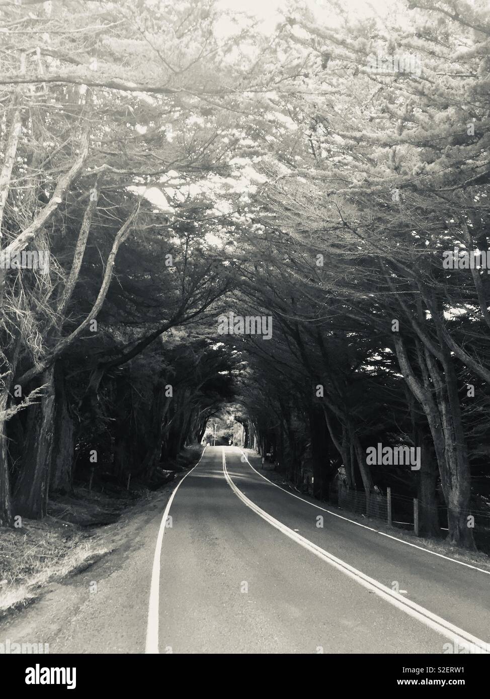 Tunnel of trees Mendocino county Stock Photo