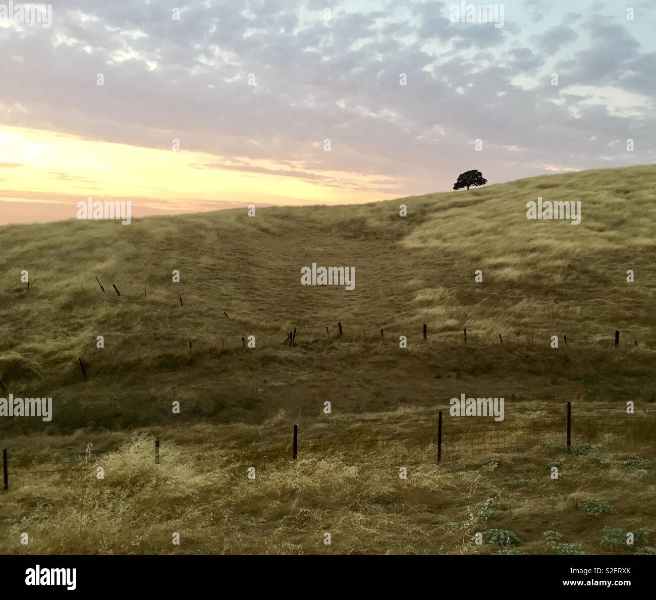 Lone tree at sunset Eastern California - Smartphone Captured Stock Image