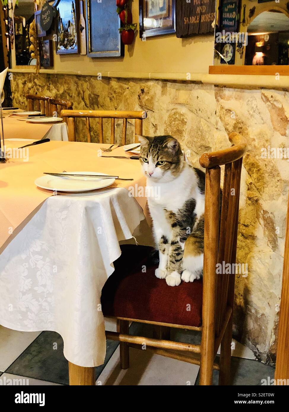 Cat in cafe waiting for dinner Stock Photo