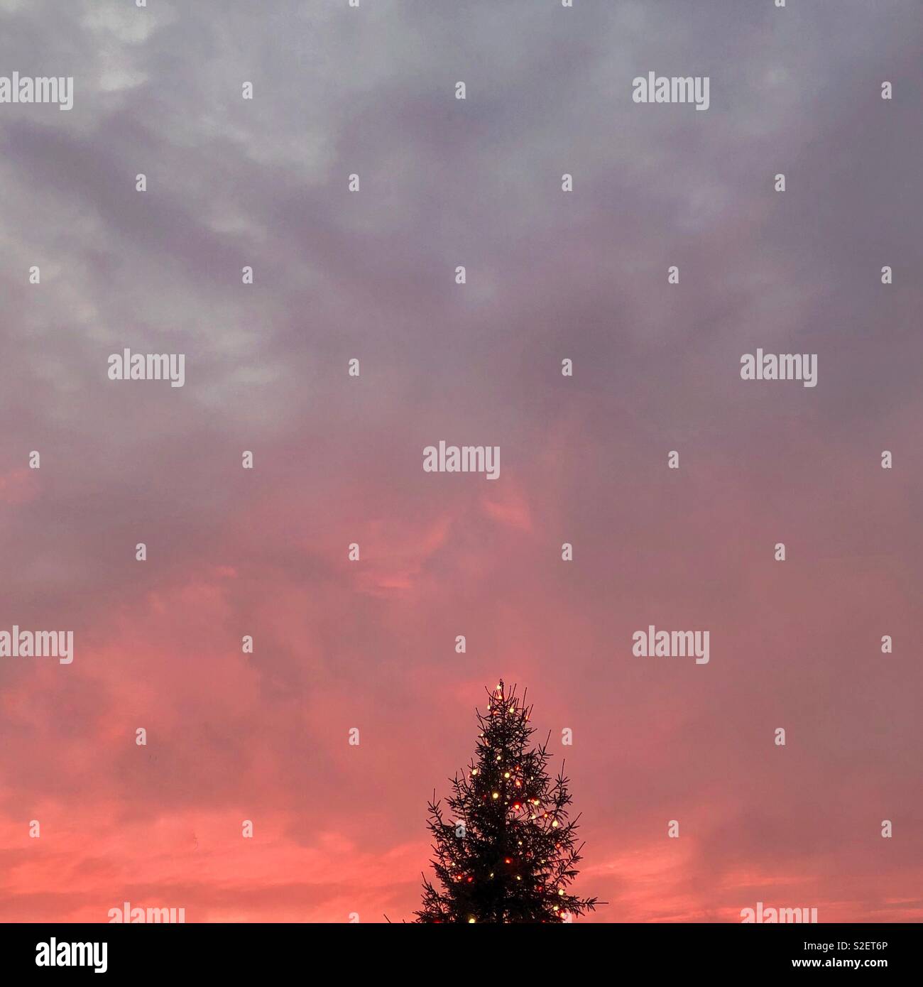 Top of Christmas tree against a red morning sky - Smartphone Captured Stock Image