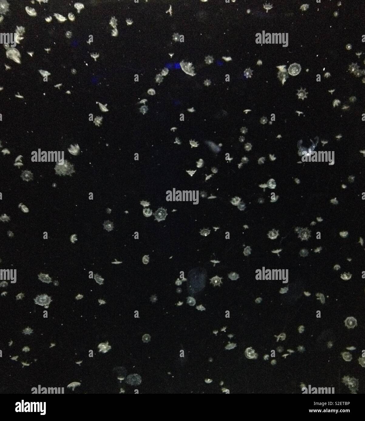 Tiny jellyfish - Smartphone Captured Stock Image