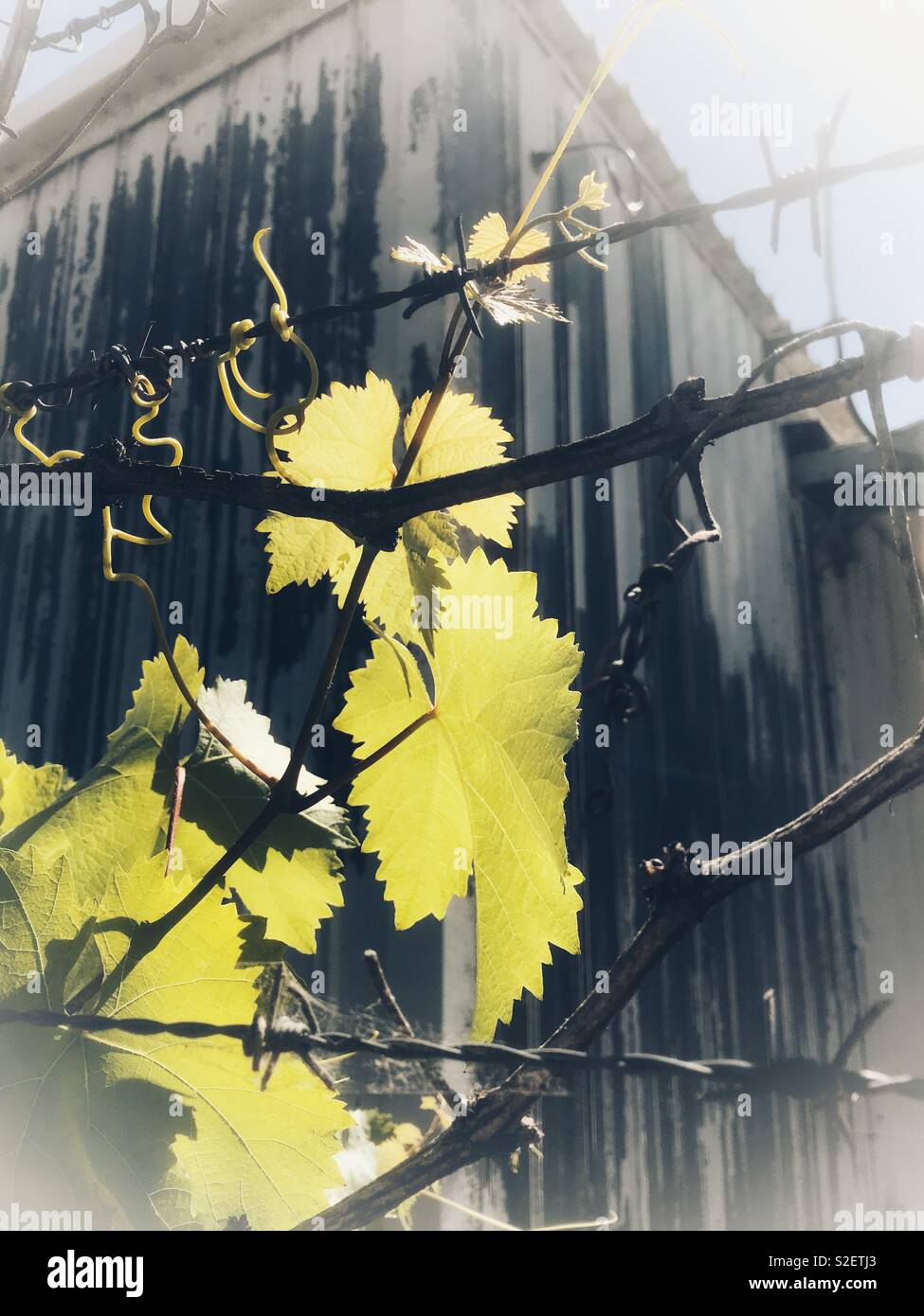 Vine On Fence High Resolution Stock Photography and Images - Alamy