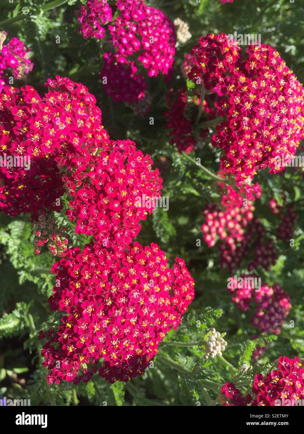 Coreopsis flower. Yarrow - Smartphone Captured Stock Image