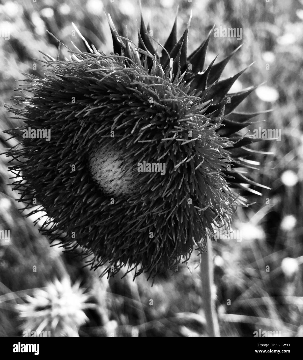 Huge thistle black and white - Smartphone Captured Stock Image