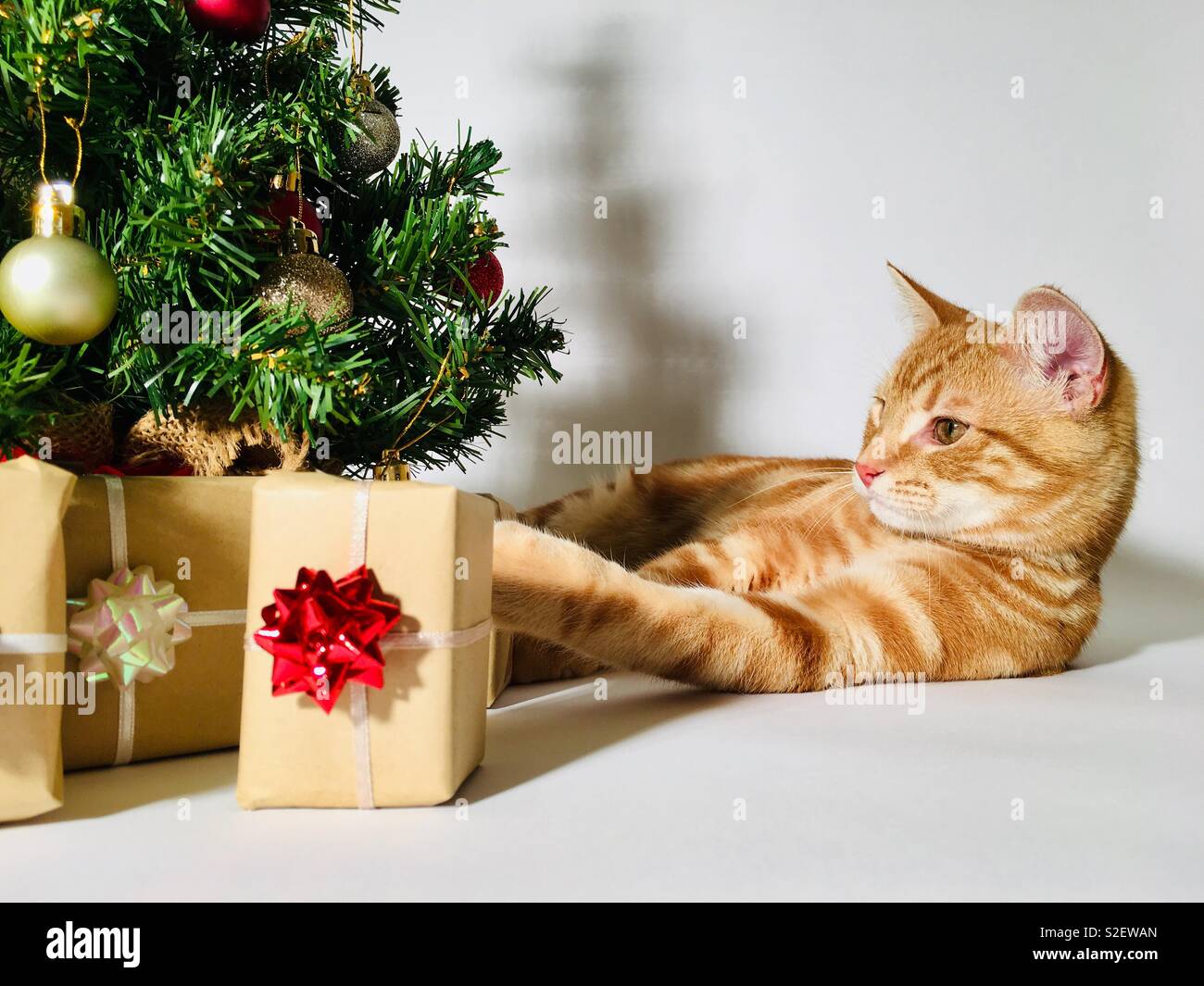 Ginger tabby cat kitten next to a Christmas tree and presents - Smartphone Captured Stock Image
