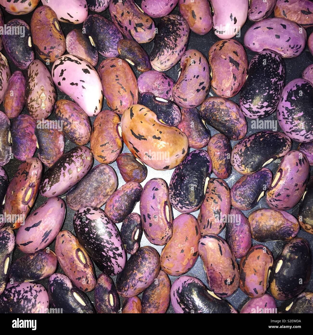 The beauty of beans Stock Photo