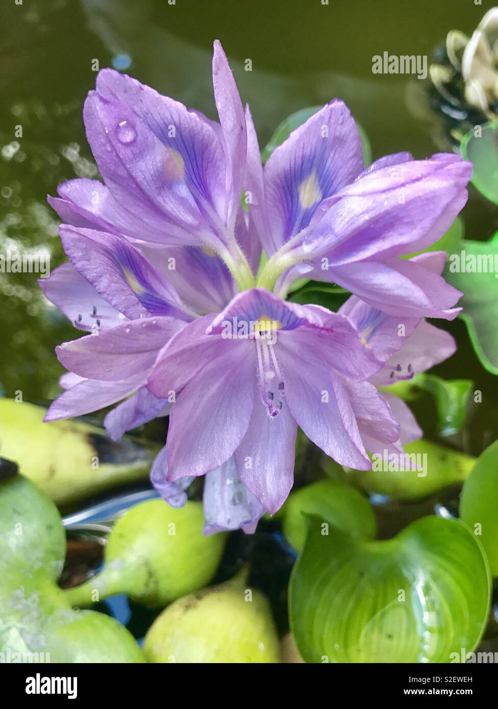 Lilac water hyacinth - Smartphone Captured Stock Image