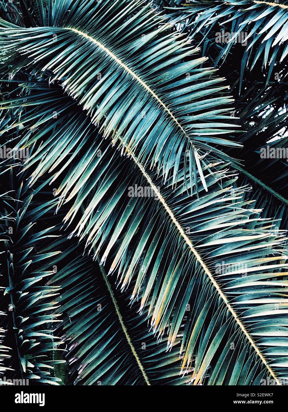 Palm leaves - Smartphone Captured Stock Image