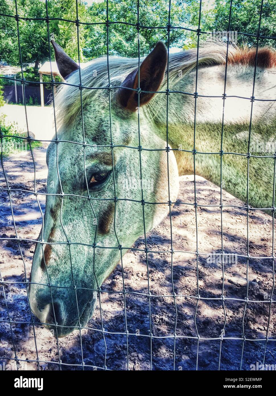 Appaloosa horse with sideways facing ears appearing to be annoyed while standing behind wire fence - Smartphone Captured Stock Image