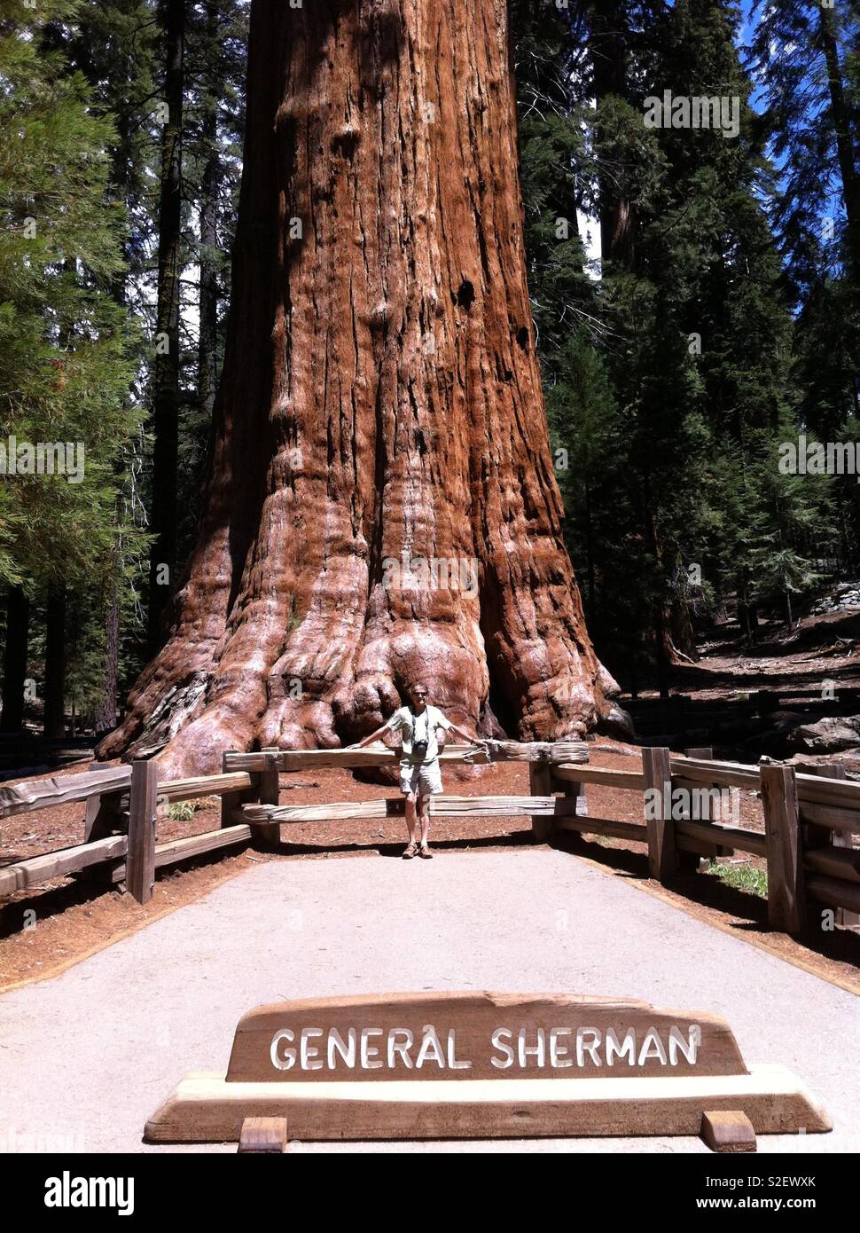 General Sherman sequoia in Sequoia National Park Stock Photo