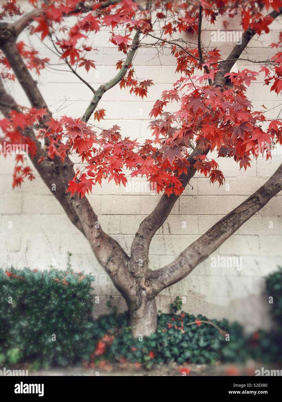 Japanese Maple and hedge against a white painted cinder block wall in a dreamy style. - Smartphone Captured Stock Image