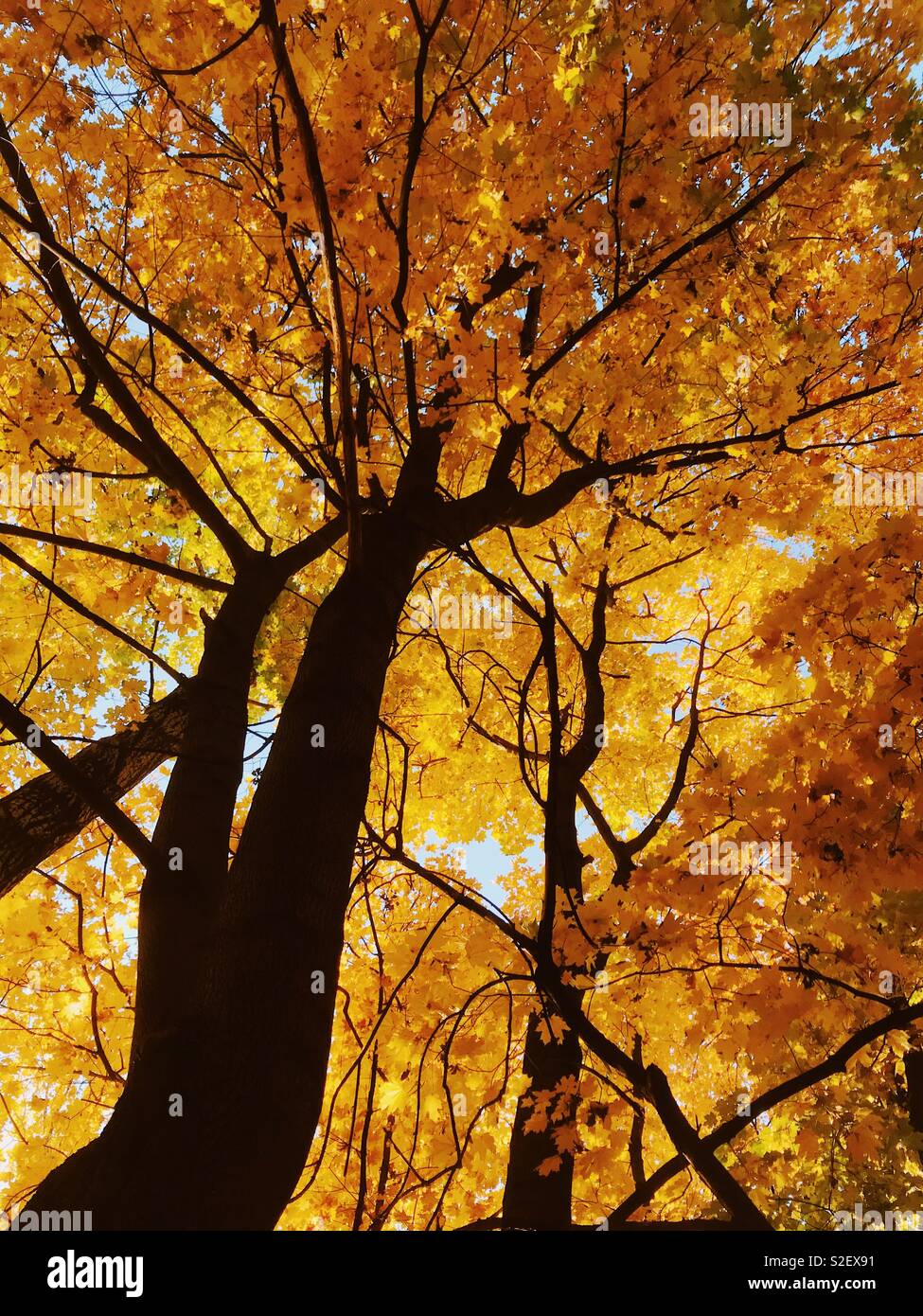 Black Veins of Autumn. Golden autumn in the park near Moscow State University, Moscow, Russia. 15th of October 2018 - Smartphone Captured Stock Image