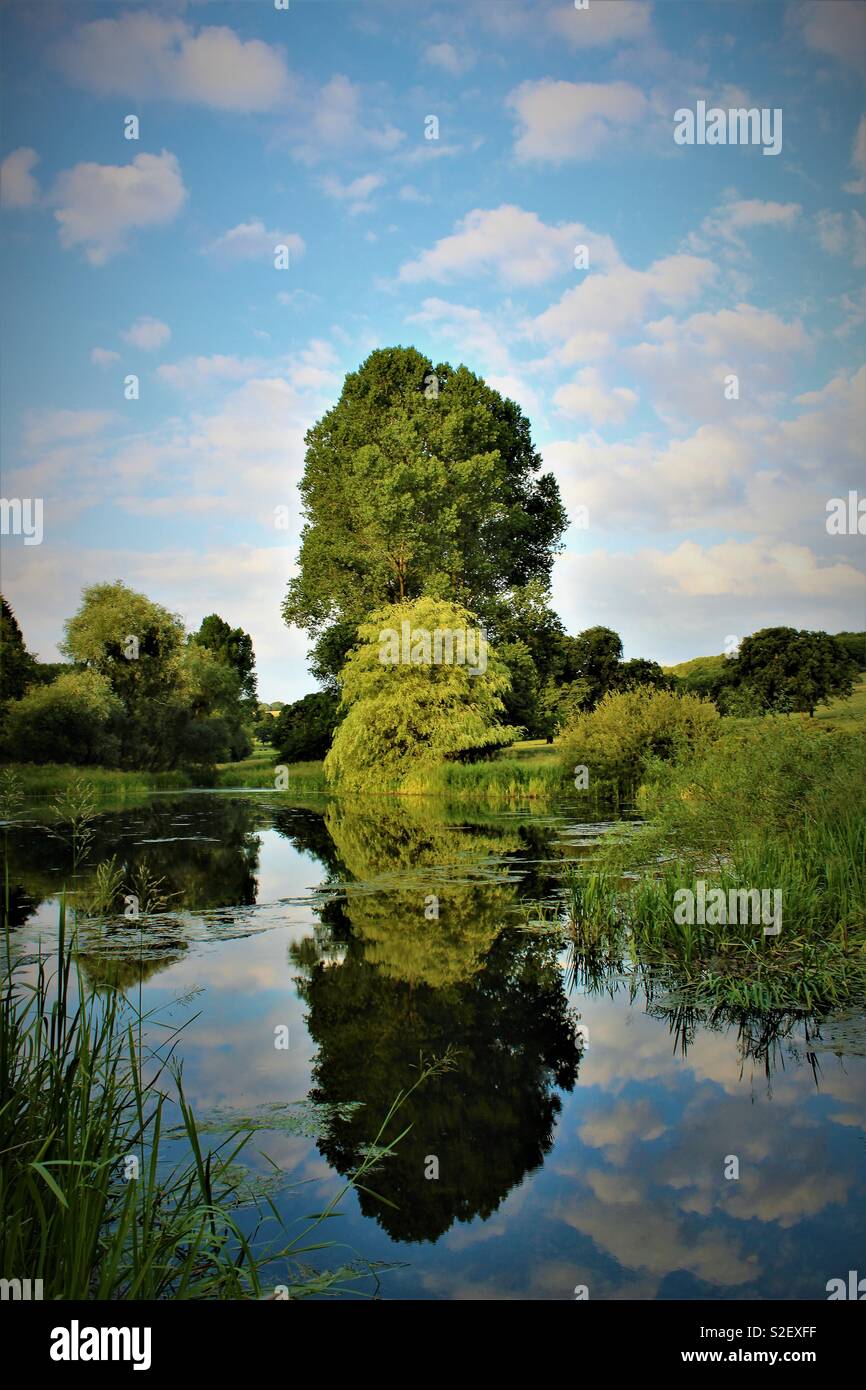 Reflective tree hi-res stock photography and images - Alamy