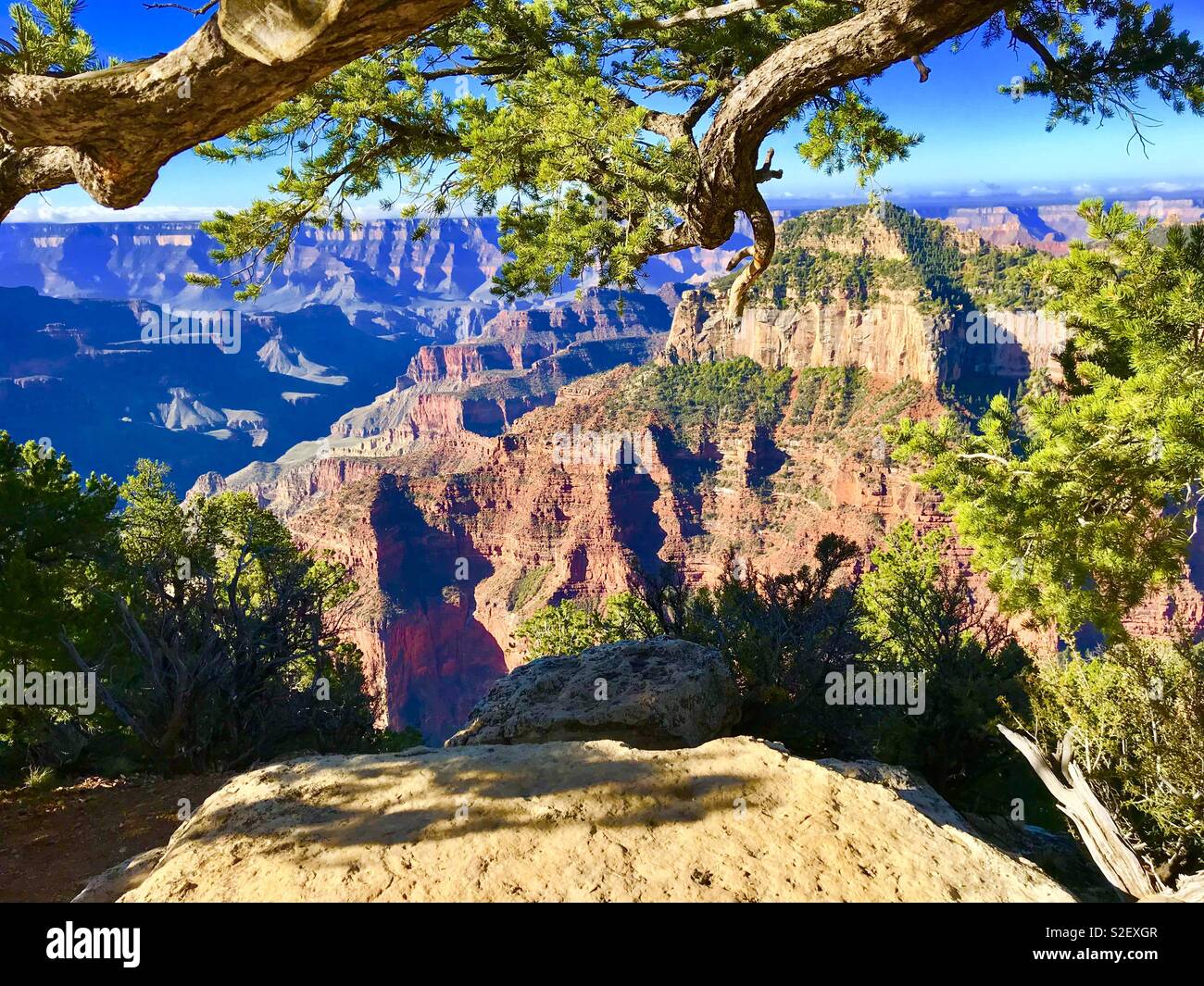 Grand Canyon north rim - Smartphone Captured Stock Image