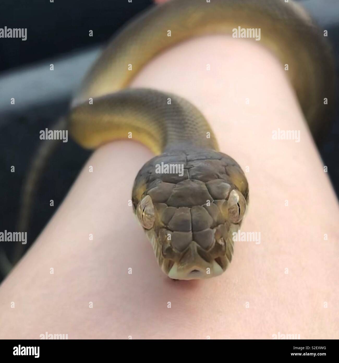 Tanimbar python hi-res stock photography and images - Alamy